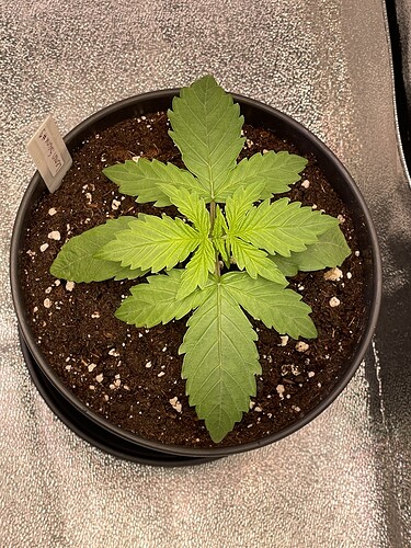 Growreport Bild 15