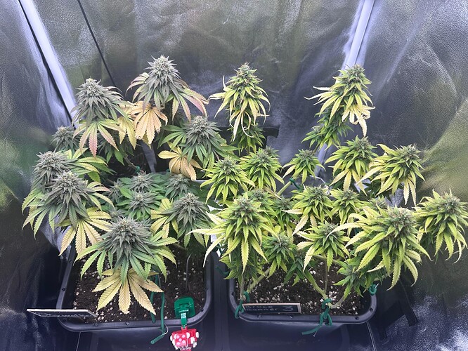 Growreport Bild 20