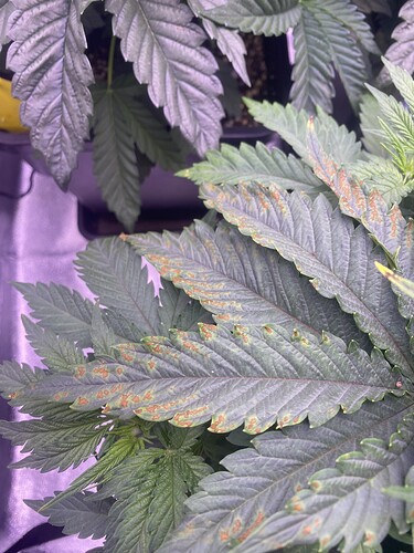 Growreport Bild 1