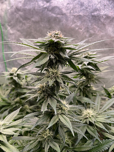 Growreport Bild 5