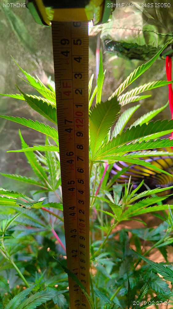 Jack Herer® - Meine erste PhotoPeriod (Steckling)