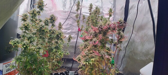 IMG_20251221_204043679_HDR