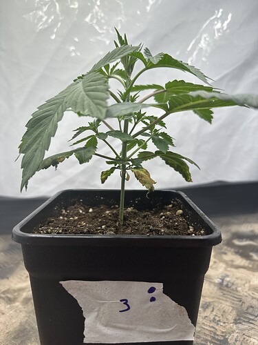 Growreport Bild 10