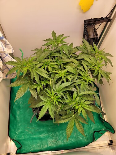 Growreport Bild 1