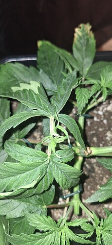 Growreport Bild 4