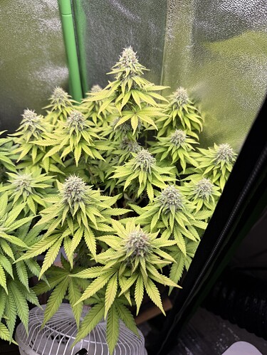 Growreport Bild 28