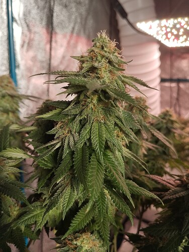 IMG_20250303_162935 - Kopie