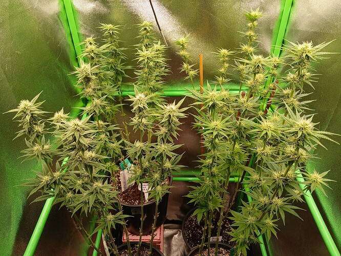 Growreport Bild 41