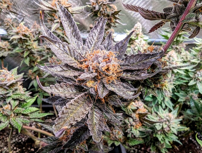 Growreport Bild 2