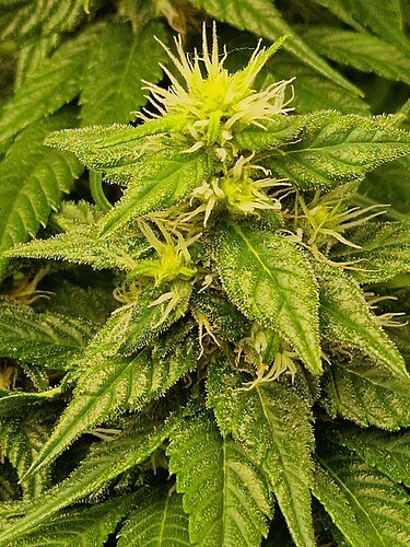 Growreport Bild 4