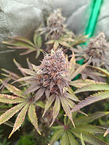 Growreport Bild 12