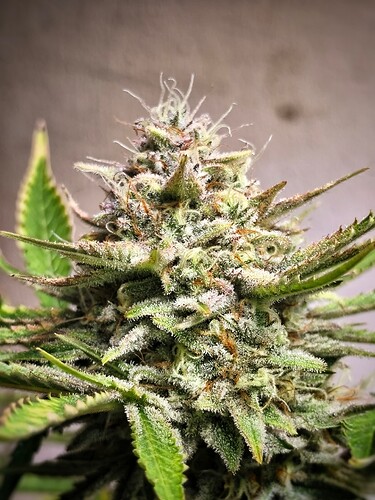 Growreport Bild 15