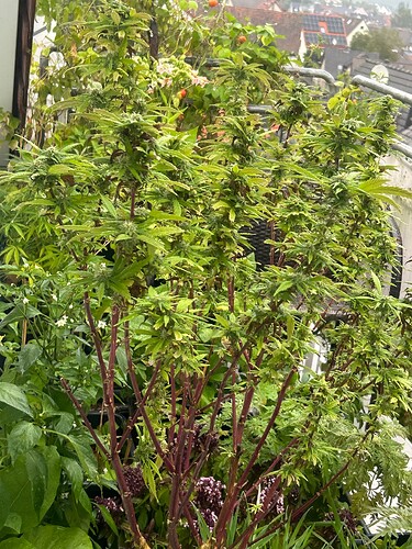 Growreport Bild 3