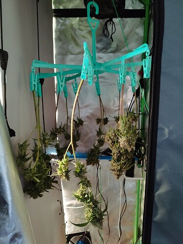 Mehrere Cannabis-Pflanzenzweige hängen zum Trocknen an einem Wäscheständer in einer Growbox.