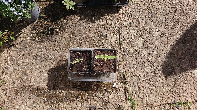 Growreport Bild 13