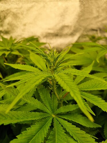 Nahaufnahme einer jungen Cannabispflanze im Wuchsstadium, mit vielen grünen Blättern und einem zentralen Trieb.