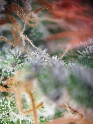 Growreport Bild 55