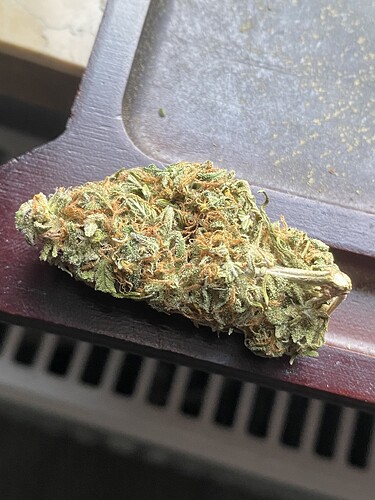 Growreport Bild 41
