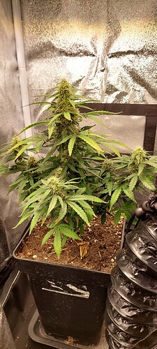 Growreport Bild 4