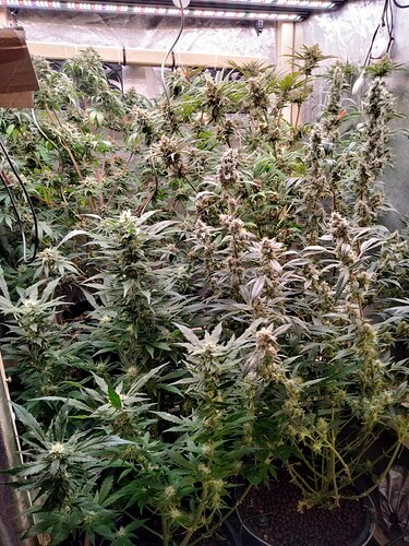 Growreport Bild 1