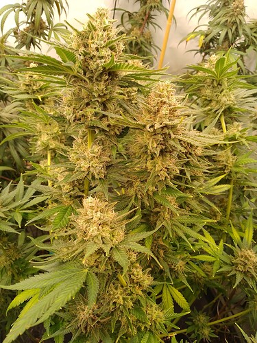 IMG_20240730_031928_020