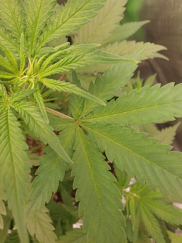 Growreport Bild 2