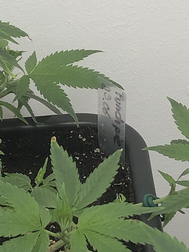 Growreport Bild 8