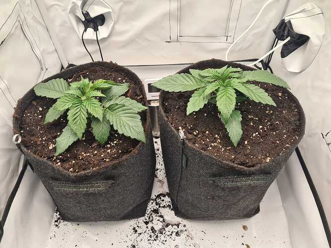 Growreport Bild 2
