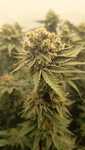 Growreport Bild 8