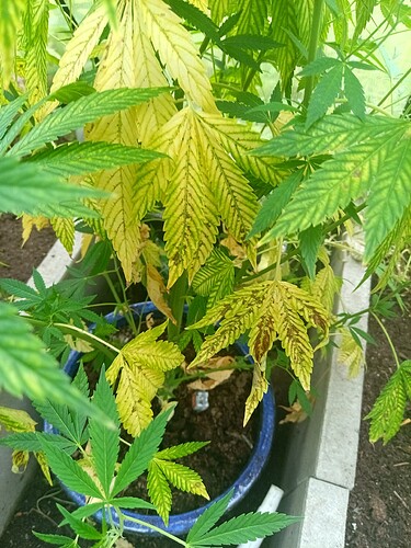 IMG_20240818_174946_544