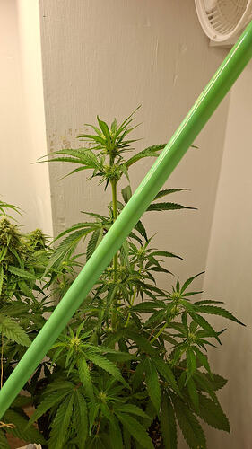 Growreport Bild 298