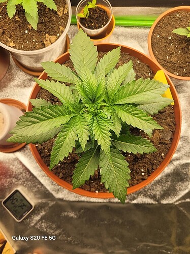 1fe6330bea62c7e6b2f964e5a2e74524b7d92c86_2_562x750