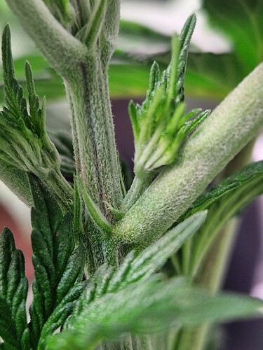 Growreport Bild 2
