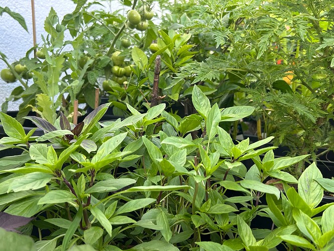 Growreport Bild 38