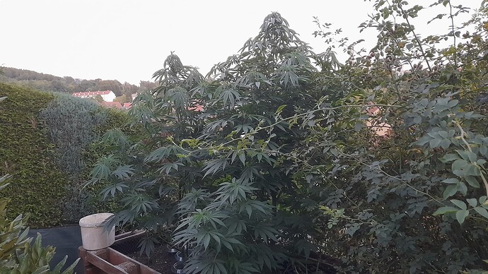 Growreport Bild 3