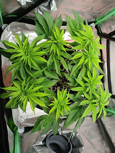 Growreport Bild 8