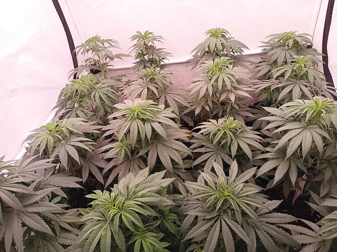 Growreport Bild 5