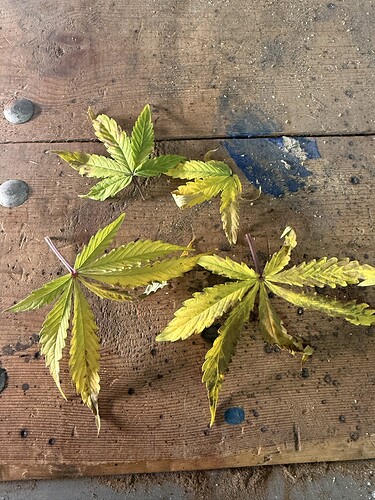 Growreport Bild 4