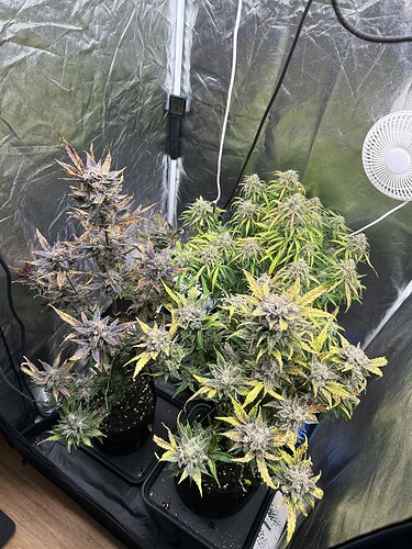 Growreport Bild 8