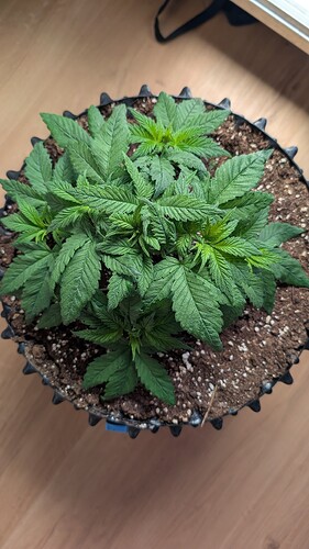 PXL_20250404_074822050.MP