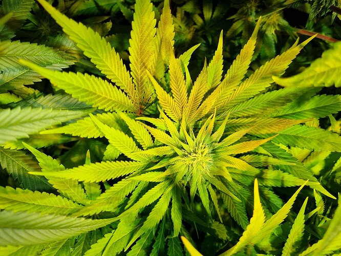 Nahaufnahme einer jungen Cannabispflanze mit hellgrünen bis gelblichen Blättern, die sich nach oben krümmen.