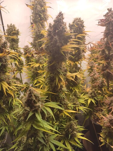 Growreport Bild 6