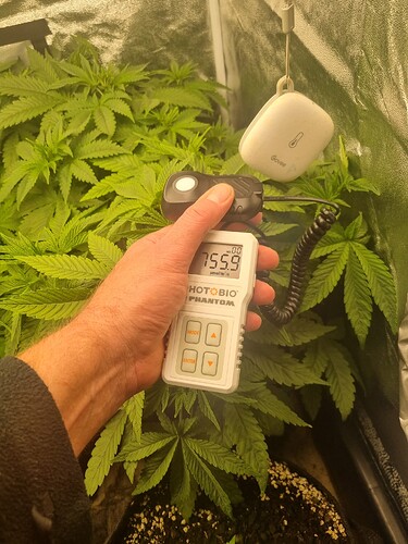 Eine Hand hält ein Messgerät für Lichtintensität (PAR-Meter) über junge Cannabispflanzen in einem Growzelt. Das Gerät zeigt 755.9 µmol/m²/s an. Im Hintergrund ist ein Govee-Sensor zu sehen.