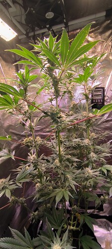 Growreport Bild 10