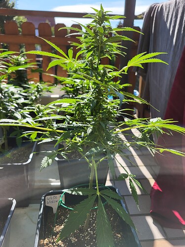 Growreport Bild 6