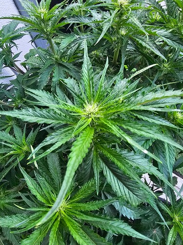 Growreport Bild 15