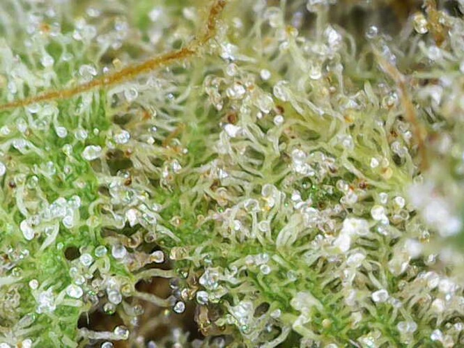 Growreport Bild 8