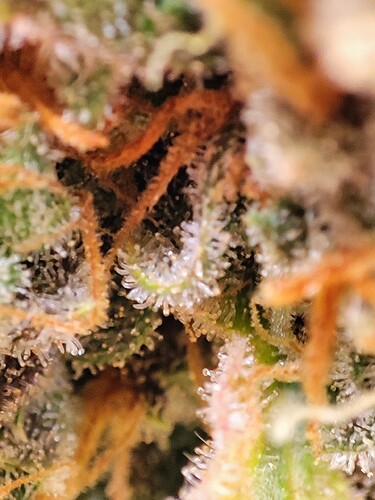 Growreport Bild 96