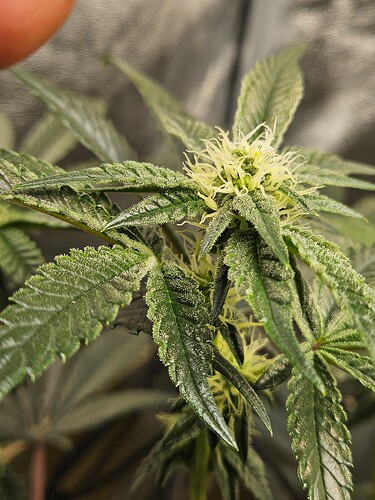 Growreport Bild 3