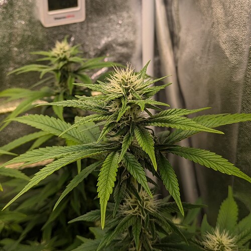 Growreport Bild 15